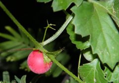 Blastania cerasiformis