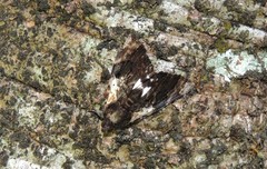 Catephia linteola