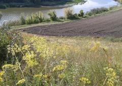 Peucedanum ruthenicum