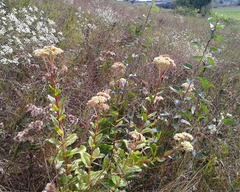 Hylotelephium maximum maximum