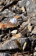Gentianella patula