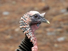 Meleagris gallopavo osceola