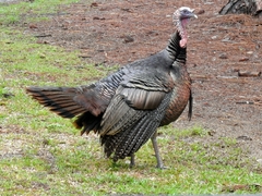 Meleagris gallopavo osceola