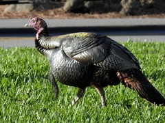 Meleagris gallopavo osceola