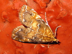 Elophila turbata