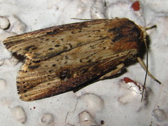Axylia putris