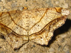 Chiasmia defixaria