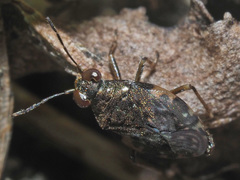 Saldula saltatoria