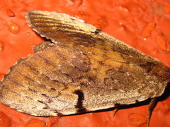 Lophocosma atriplaga