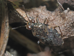 Saldula saltatoria