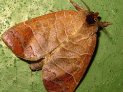 Clostera anastomosis