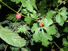 Blastania cerasiformis