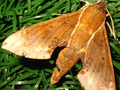 Rhagastis mongoliana