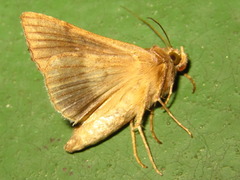 Ctenoplusia agnata