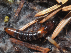 Xantholinus tricolor