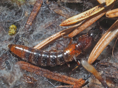 Xantholinus tricolor