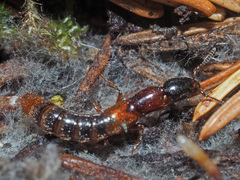 Xantholinus tricolor