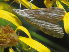 Udea olivalis