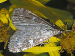 Udea olivalis