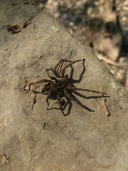 Dolomedes tenebrosus