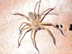 Heteropoda homstu