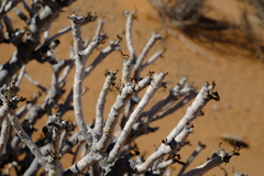 Commiphora capensis image