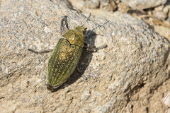 Julodis