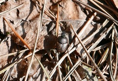 Onthophagus fracticornis
