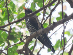 Chrysococcyx xanthorhynchus