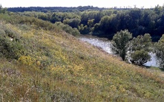 Peucedanum ruthenicum