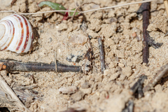 Bothynoderes affinis