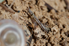 Bothynoderes affinis