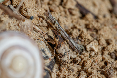 Bothynoderes affinis