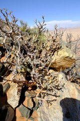Commiphora capensis image