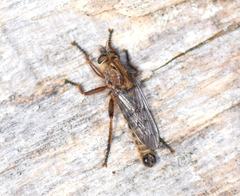 Erax barbatus