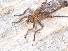 Erax barbatus