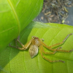 Araneae