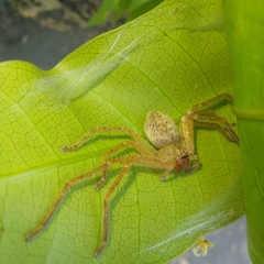 Araneae