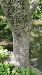 Fraxinus pennsylvanica