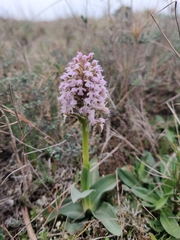 Neotinea conica