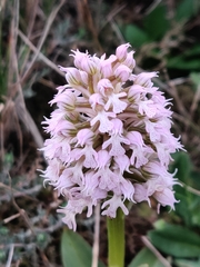 Neotinea conica