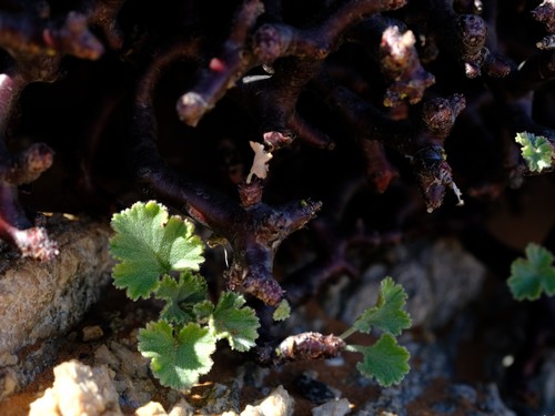 Pelargonium crassicaule image