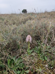 Neotinea conica