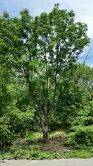 Fraxinus pennsylvanica