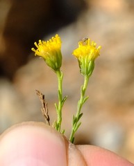 Chrysocoma microphylla