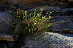 Chrysocoma microphylla