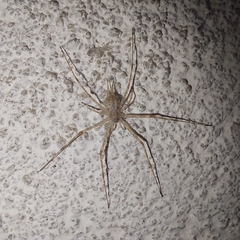 Araneae