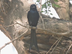 Dicrurus macrocercus