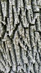 Fraxinus pennsylvanica