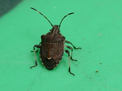 Oncocoris geniculatus